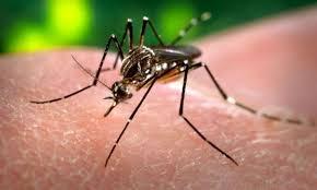 E aproape sigur: virusul Zika este cauza microcefaliei la bebeluşi