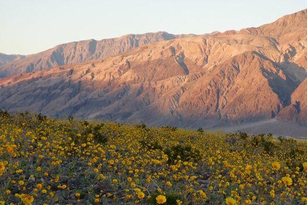 Valea Morții e plină de flori (VIDEO)