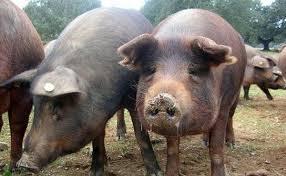 ANSVSA avertizează că pesta porcină africană e aproape de graniţa României cu Ucraina