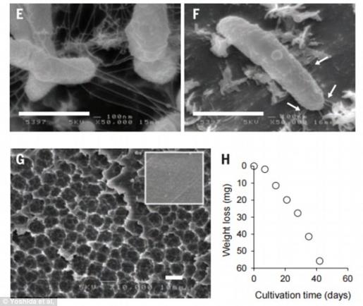 Descoperire fantastică a cercetătorilor japonezi: Ideonella sakaiensis, bacteria care se hrănește cu plastic