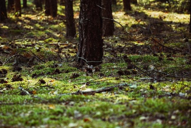 Temperaturi de 24 grade până pe 1 aprilie. PROGNOZA METEO pentru următoarele două săptămâni