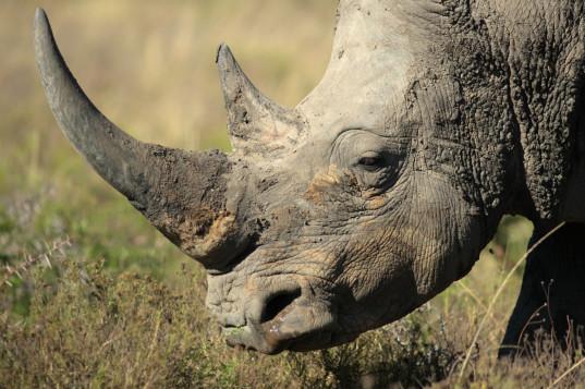 Rinocer din Zimbabwe, vedetă de televiziune, rănit mortal de braconieri. Ucigașii i-au luat puiul