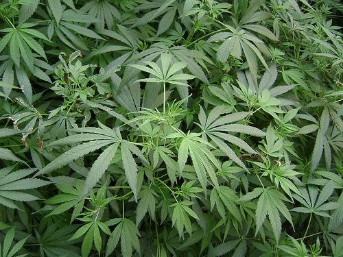 Canabisul medicinal, legal din 2017, în Germania