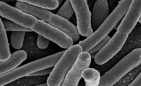 Mit sau realitate? Vom avea biocarburanti din bacteria E.coli?