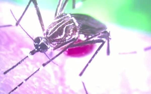 România, în război cu ţânţarii care transmit virusul Zika 