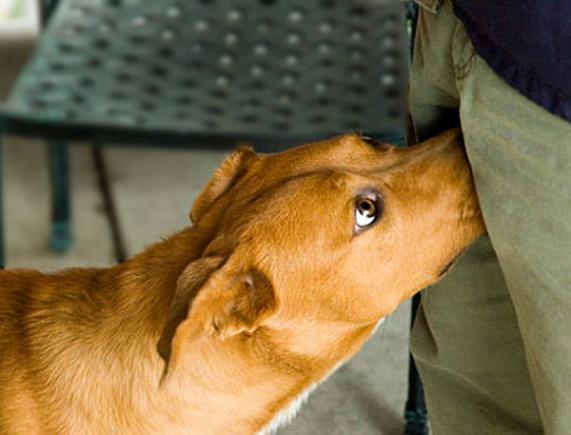 Angus, câinele-epidemiolog, care vânează bacteria Clostridium în spitale