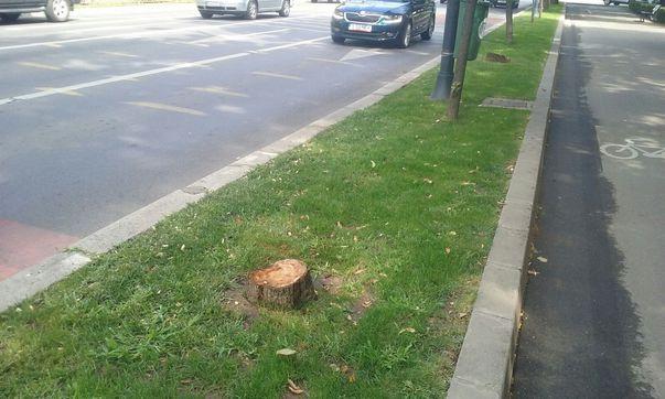 De ce sunt defrişaţi copacii de pe Şoseaua Kiseleff? Ce spune Primăria Sectorului 1
