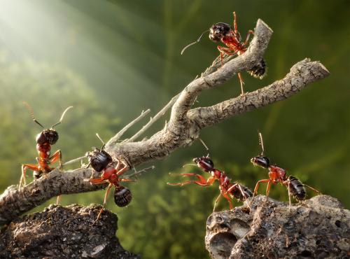 Avertisment cumplit: ”Mâncaţi insecte! Din 2030 o vom face toți”