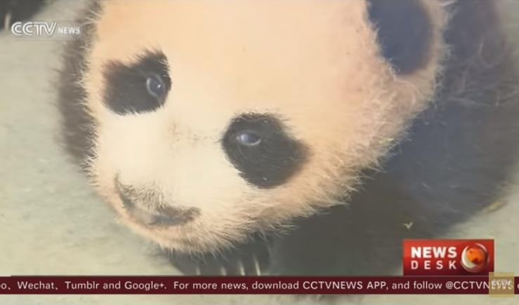 Cum arată primul pui de urs panda gigant născut în China. Imaginile fac senzație pe internet (VIDEO)