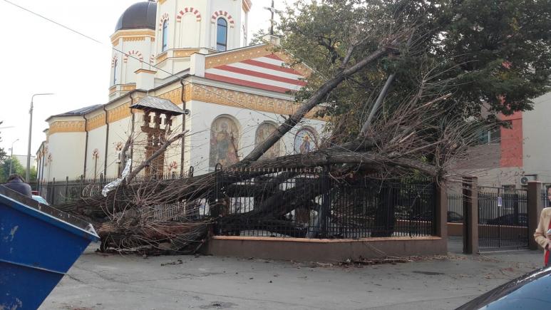 Un imens copac uscat s-a prăbușit în curtea bisericii Iancu Nou - Bălăneanu (GALERIE FOTO)