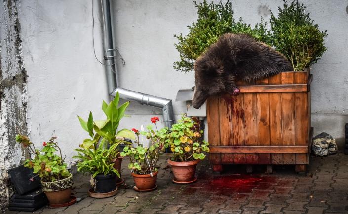 Noi anchete în cazul ursului ucis la Sibiu. Câte apeluri s-au făcut la 112