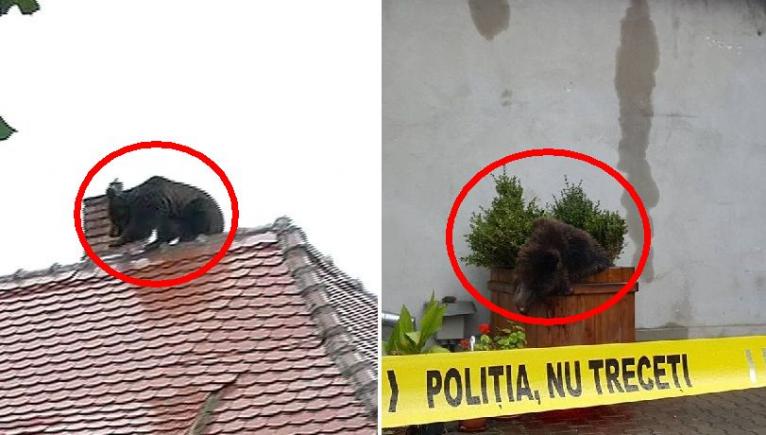 Trei zile de protest la Sibiu după uciderea ursului: „Haideți să cerem demisia în masă a autorităților!“ 