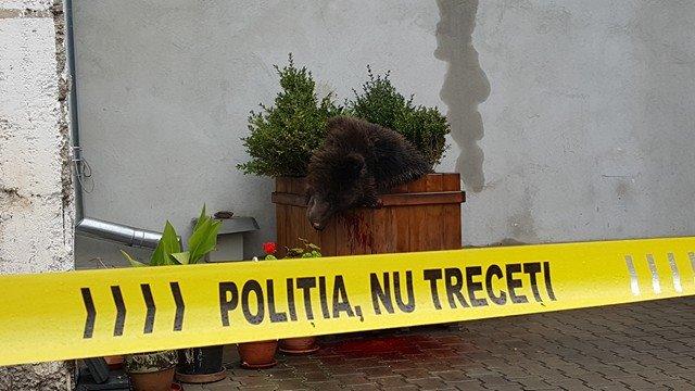VIDEO. Noi imagini cu ursul împuşcat la Sibiu. Ce au surprins camerele de supraveghere 