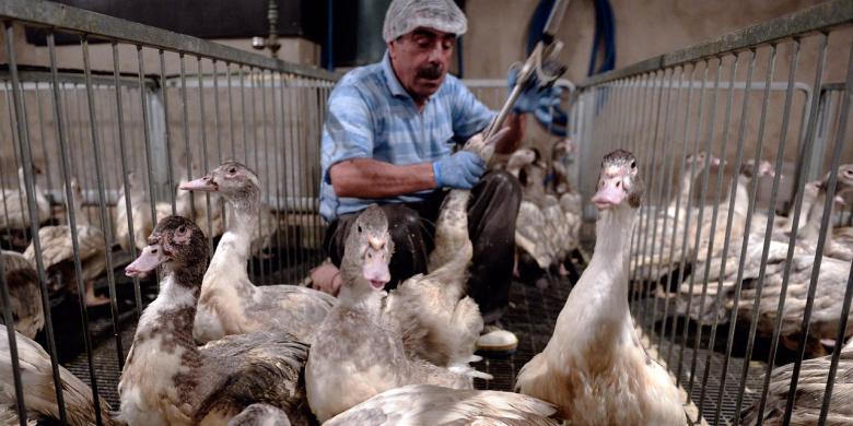 ALERTĂ ÎN EUROPA. Gripa aviară revine, virusul este EXTREM de contagios! Ce a decis România