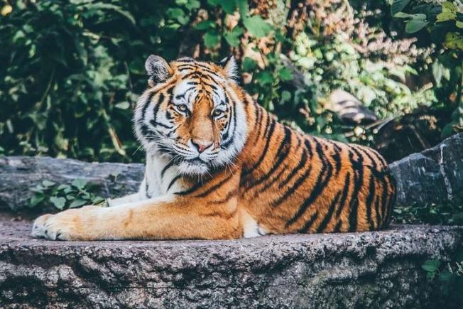Incendiu la Circul Globus, 11 animale, dintre care doi tigri, au murit
