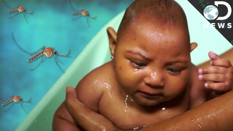 De 20 de ori mai multe malformaţii congenitale din cauza virusului Zika 