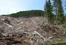 Greenpeace: Pretinsa diminuare a tăierilor ilegale de păduri se vede doar din birou
