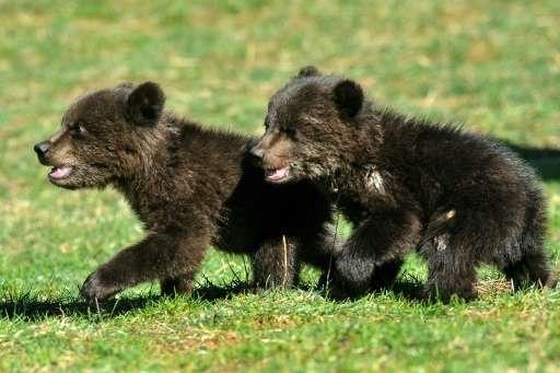 Doi ursuleţi orfani din Muntenegru ar putea ajunge în România