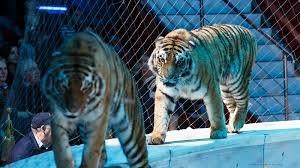 O veste bună: Legea interzicerii animalelor sălbatice în circuri, pe ultima sută de metri
