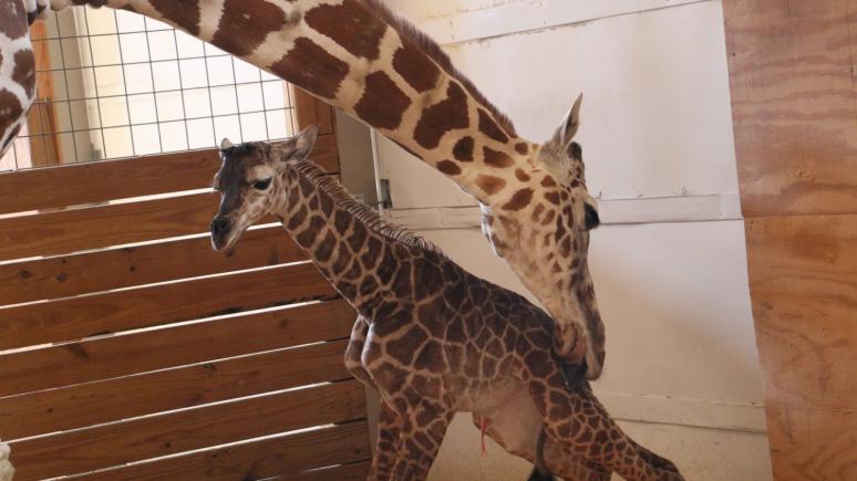 Peste 1 milion de vizualizări la naşterea unui pui de girafă (VIDEO)
