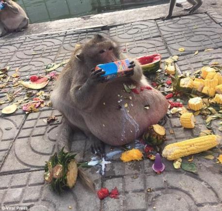 Maimuță obeză, din cauza mâncării fast-food primită de la turiști (VIDEO)