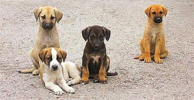 Măsuri drastice în Turcia: Vânzarea câinilor şi pisicilor în petshopuri, interzisă