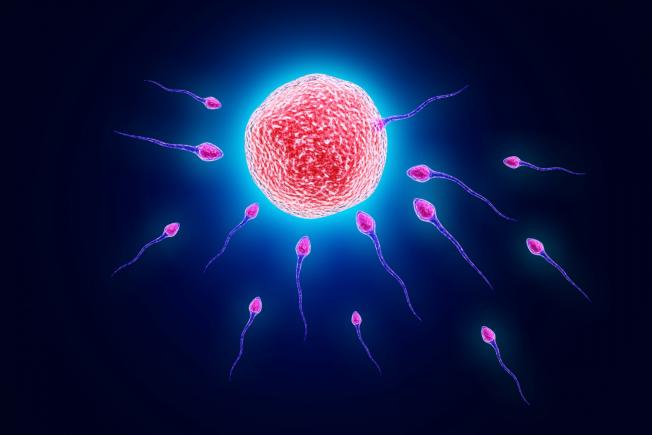 Securina, proteina-cheie în fertilitatea