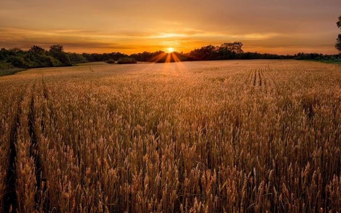 Cum reușește un exportator de grâu din România să fie pe pierderi în șapte ani, vânzând de sute de milioane de dolari