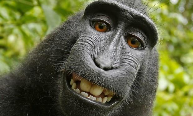 Un fotograf și o maimuță se judecă pentru drepturile de autor asupra unor selfie-uri!