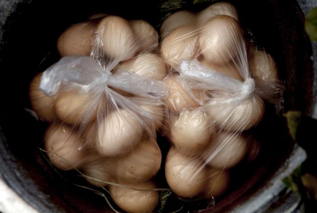  O cantitate de 1.000 de kg de gălbenuș de ou lichid, contaminat cu fipronil, din Germania, descoperită într-un depozit din județul Timiș! 