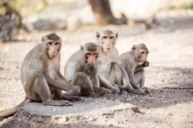 Douăsprezece maimuțe au făcut infarct, speriate de moarte (VIDEO)