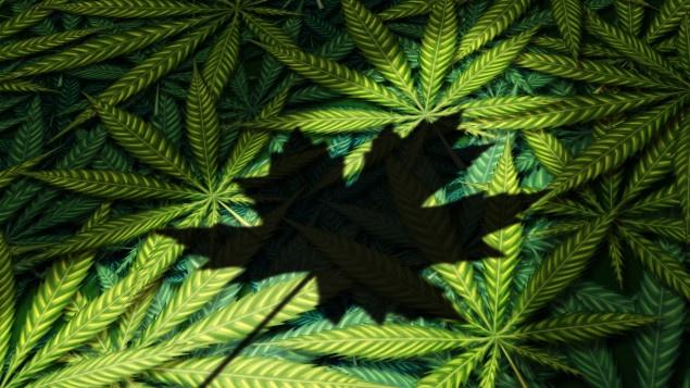 Canada a legalizat consumul de marijuana în scop recreaţional