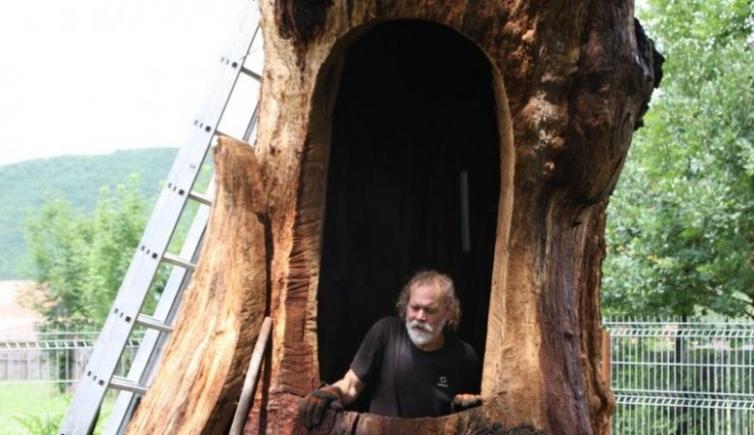 Trunchiul unui stejar multisecular din Zagon va fi transformat în capelă