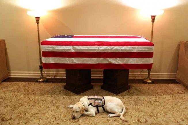 Miercuri, zi de doliu național în SUA. Câinele lui George H.W.Bush va călători alături de sicriul fostului președinte, la funeralii