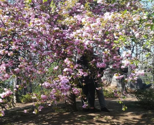 Hai la Hanami în Parcul Herăstrău, duminica aceasta!  Privești florile de cireș și afli mai multe despre programul de burse din țara Soarelui Răsare
