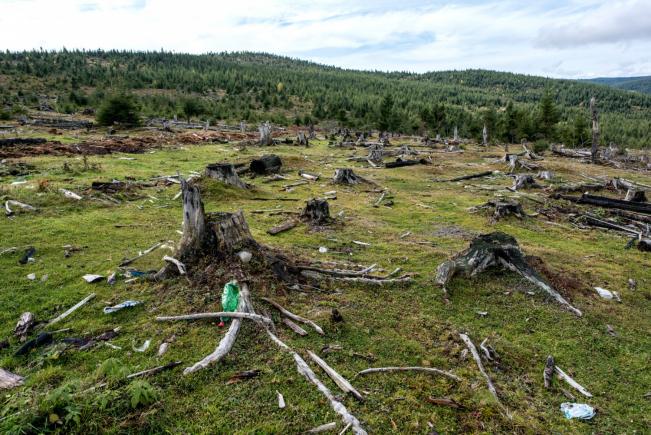 Comisia Europeană a activat procedura de infringement pentru României din cauza tăierilor ilegale de păduri