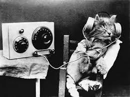 Muzica linişteşte pisicile stresate