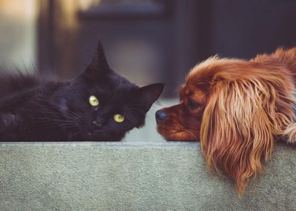 Olanda: Un câine și trei pisici au fost infectate cu noul coronavirus, de stăpânii lor bolnavi, a transmis ministrul Agriculturii