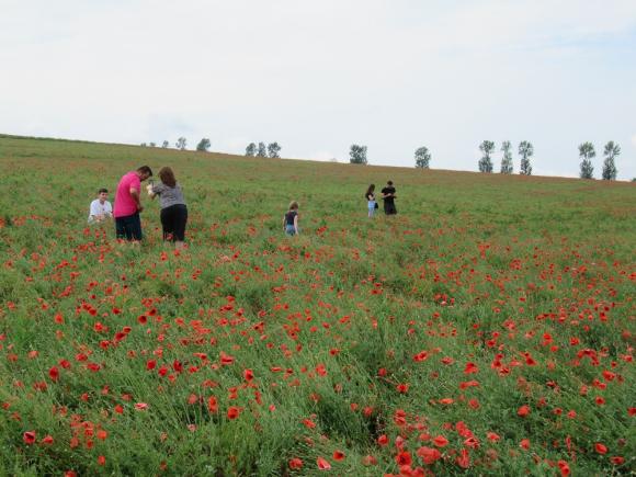 Un câmp cu maci din județul Iași, invadat de oamenii curioși. Florile au fost călcate în picioare