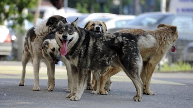 Primul muzeu din România, dedicat câinilor străzii, inaugurat duminică. 4 octombrie, Ziua Internațională a Animalelor fără Stăpân