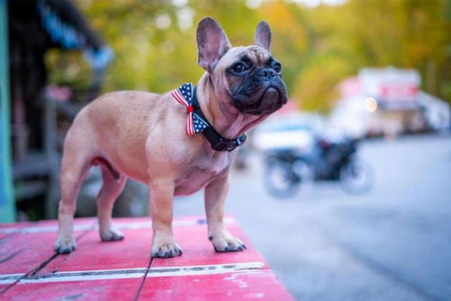 Un sat din Kentucky l-a ales primar pe Wilbur, un bulldog francez în vârstă de 6 luni