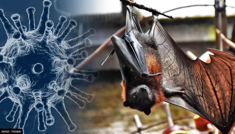 NeoCov, un coronavirus mai mortal decât Covid-19: spun oamenii de știință din Wuhan