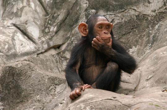 Este variola maimuței legată de Astrazeneca, vaccinul care foloseste un virus de cimpanzeu?