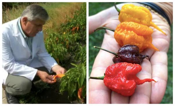  România produce cel mai iute ardei din lume! Cercetătorii de la stațiunea legumicolă din Buzău, demni de Cartea Recordurilor