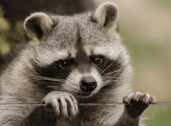 Herson: Ucrainenii acuză forțele ruse că au furat animale din grădina zoologică inclusiv ratoni, lupi, o lamă și un măgar