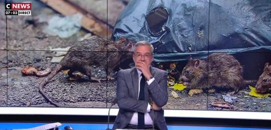 Paris: În direct la televizor o femeie își dă seama că un șobolan i s-a strecurat în haina (video)
