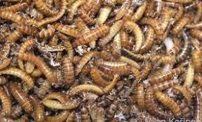Noua ”delicatesă” recomandată de Uniunea Europeană: larva gândacului de bălegar, autorizată bună pentru mâncat