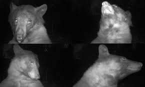 Un urs a fost fermecat de selfie-uri. Și-a făcut 400 de instantanee cu o cameră destinată să capteze viața sălbatică adevărată