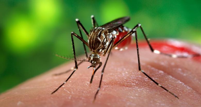 UE autorizează un vaccin împotriva bolii chikungunya a cărei răspândire e favorizată de schimbările climatice: toate statele membre au aprobat noul vaccin