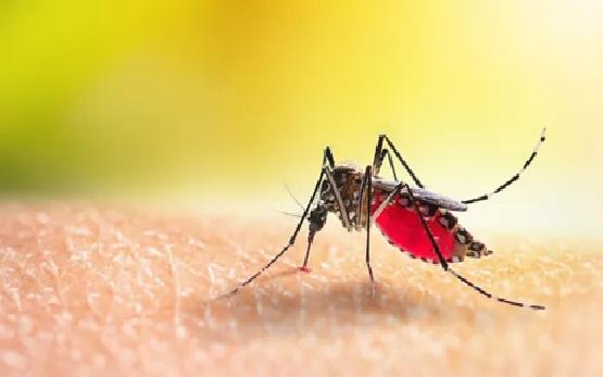 Alertă sanitară în Franța: virusul chikungunya transmis de țânțarul tigru se răspândește rapid
